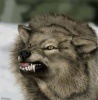 amed23's Avatar