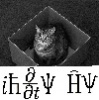 Shrödinger's Cat's Avatar