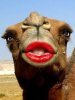 AdelSaeedPersian's Avatar