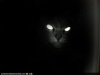 CatChick's Avatar