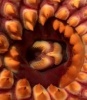Vagina Dentata's Avatar