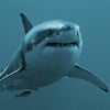 Carcharodon's Avatar