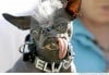 elwood741's Avatar