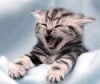 KittensRock's Avatar