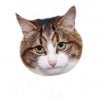 Yanni's Avatar