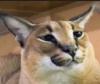 someguy's Avatar
