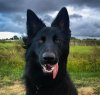 nightpaws1's Avatar