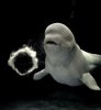 Freewilly420's Avatar