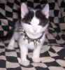 Tinytina's Avatar