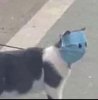 LuckyCane's Avatar