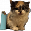 RiotCoE's Avatar
