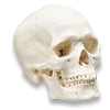 Max_Pretorian's Avatar
