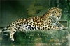 jaguar's Avatar