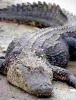 reptilee's Avatar