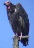 The Vulture's Avatar