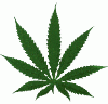 potpollo123's Avatar