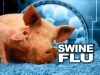 SWINE FLU's Avatar
