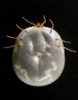 Bugguts's Avatar