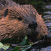 beaverinmyass's Avatar