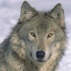 ladywolf's Avatar