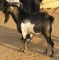 Goat's Avatar