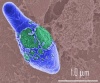 Germ's Avatar